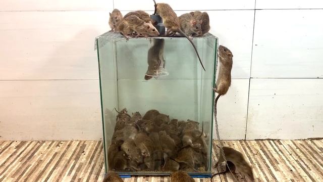 The best mousetrap -The best way to catch mice- Do it yourself mousetrap смотреть онлайн