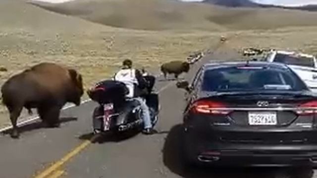 Yellowstone bison(buffalo) in rut, surrounds woman on motorcycle. смотреть онлайн