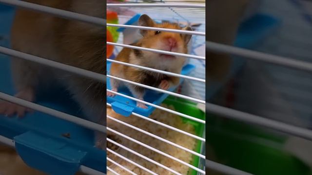 Чем прогулочный шар опасен для хомяка? /купить или нет? /