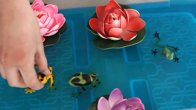 Frog Birthday Kit смотреть онлайн