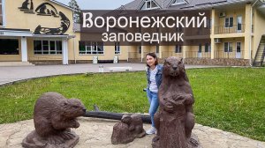 Воронежский биосферный заповедник. В гостях у бобров.