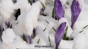 Крокусы посадка и уход в открытом грунте