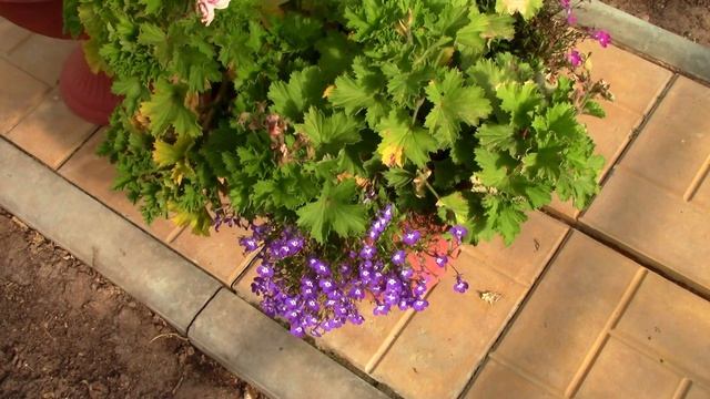 Октябрь. Гортензии, розы и прочие. Скоро зима. смотреть онлайн