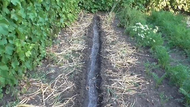 Посев огурцов после уборки чеснока смотреть онлайн
