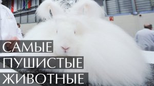 Самые пушистые животные