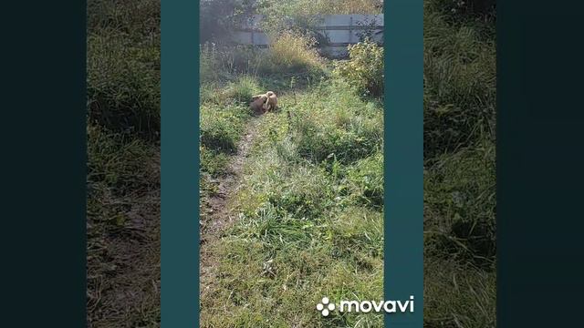 Щенки Пшеничного Терьера Бон Акварель, С2-помёт смотреть онлайн