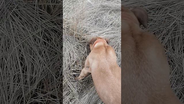 Мириам_Шарик. Шереметьевский приют. смотреть онлайн
