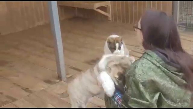 тигрята Надар и Нарзан смотреть онлайн