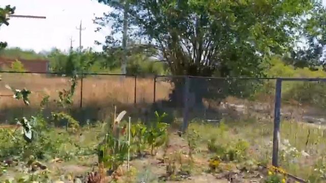 О комментариях! Можевельник из семян. Амфора не получилась! смотреть онлайн