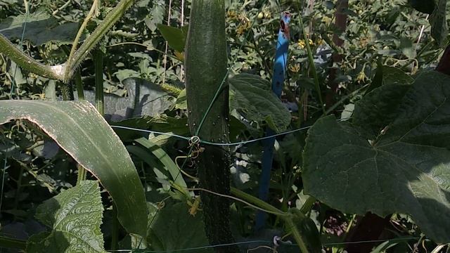 Огромные огурцы с Китая смотреть онлайн