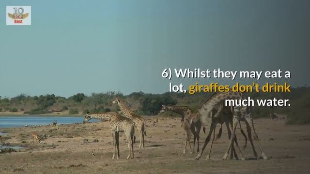10 Fact About Giraffe - 10 Amazing Giraffe Facts смотреть онлайн