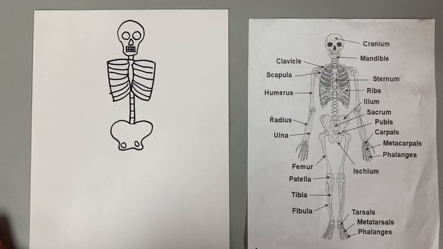 Drawing a skeleton смотреть онлайн