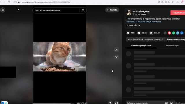 Кот подозрительно смотрит - Откуда мем ? смотреть онлайн