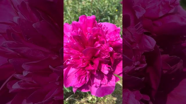 Peony Festival 2023 смотреть онлайн