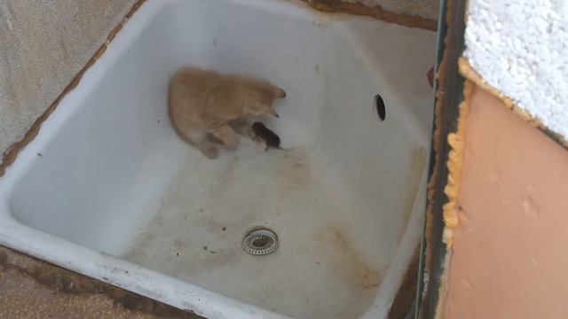 кошки мышки смотреть онлайн