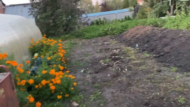 266-268/ НАЧАЛИ КОПАТЬ КАРТОШКУ, морковь и свеклу /Много готовлю / Что с погребом? смотреть онлайн