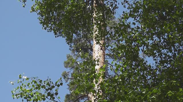 Дмитрий TV. Клип Белая берёза. На песню Ирины Ежовой "Белая берёза". смотреть онлайн