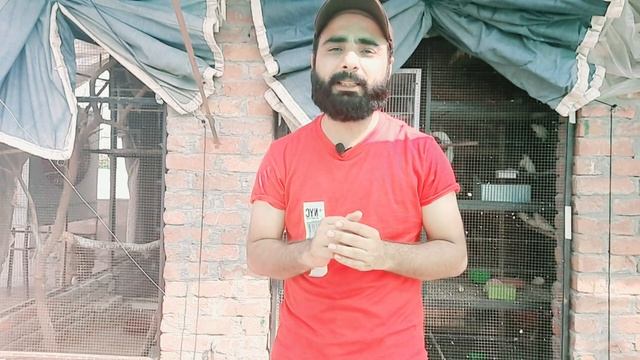 Java sparrow se Box mai breed len ya matki | Java se achi breed lene ka tarika | Tips and Tricks смотреть онлайн