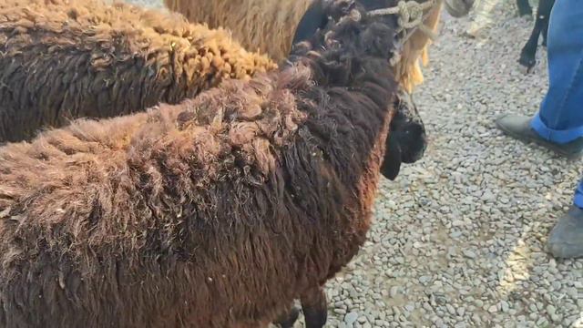 16 августа JIZZAX OSIYO QO'Y BOZORI SIZLAR SO'RAGANLAR