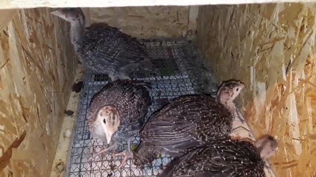 Бронзовые индюшата смотреть онлайн