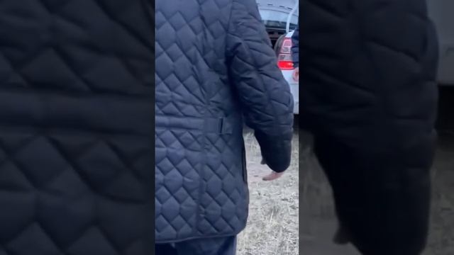 Снежный барс спустился с гор к людям за помощью в Алматинской области смотреть онлайн