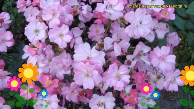 Роза полиантовая Лавандер Пис. Краткий обзор, описание характеристик Lavander Peace смотреть онлайн