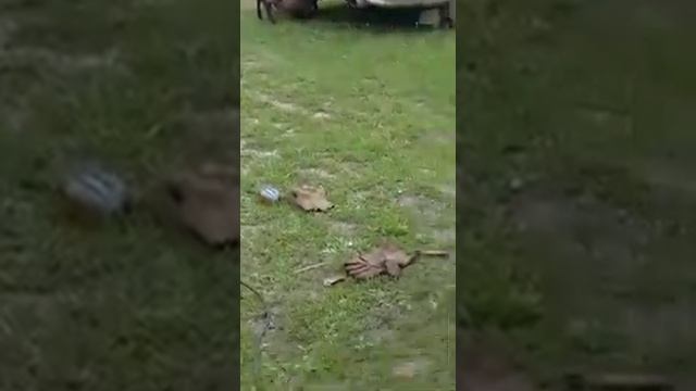 Бороны чинят машины. смотреть онлайн