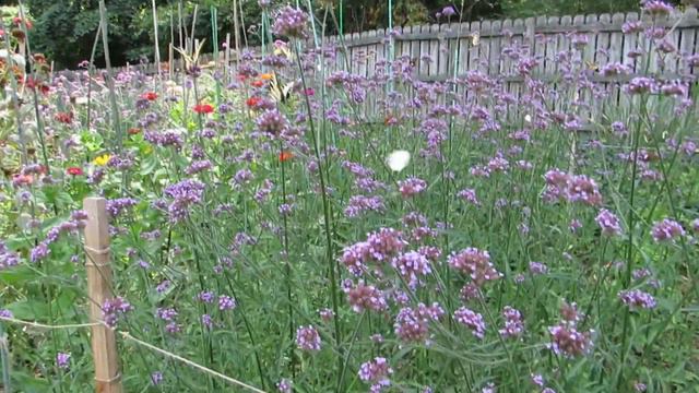 Butterflies at Brazilian Verbena 7.28.19 смотреть онлайн