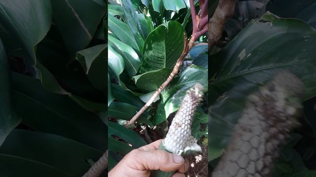 Плоды монстеры можно есть смотреть онлайн