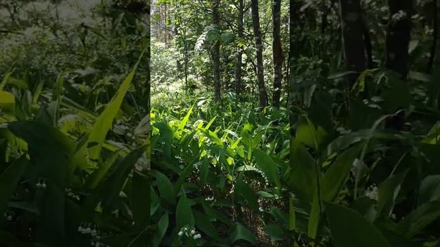 Цветут Ландыши смотреть онлайн