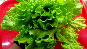 НАКОНЕЦ ТО РЕШИЛАСЬ И ВЫРАСТИЛА ДОМА ИЗ СЕМЯН сплошные витамины! Пикировка и результат!