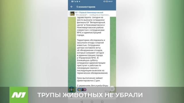 ТРУПЫ ЖИВОТНЫХ НЕ УБРАЛИ смотреть онлайн