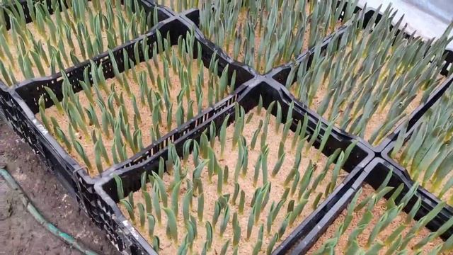 30.01.2022. Покрутило тюльпаны, топинг листа и другие приключения при выгонке тюльпанов на 8 марта. смотреть онлайн