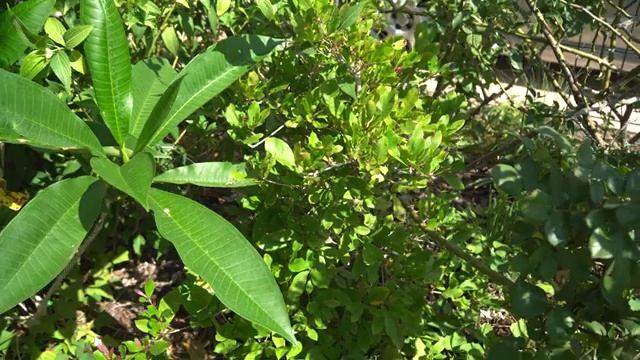 Чудесные ягоды, Путерия/Miracle Fruit смотреть онлайн