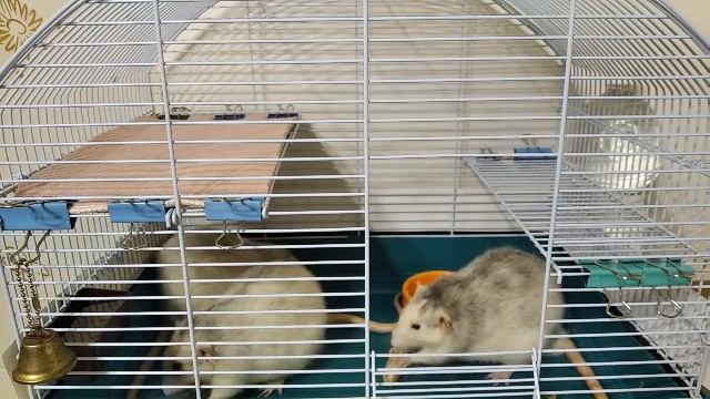 КРЫСЫ ПРОБУЮТ МАНДАРИНЫ смотреть онлайн