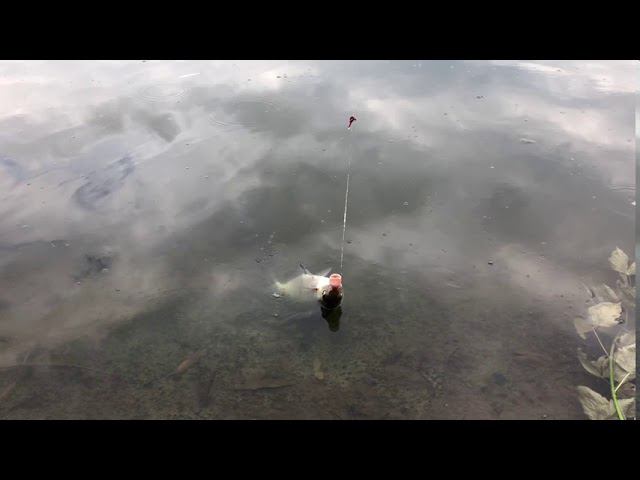 ЛЕЩ на ОКЕ осенью / хорошие лещи на фидер осенью смотреть онлайн