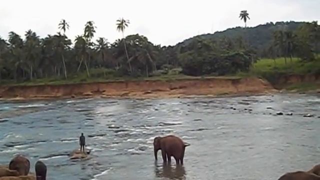 Srilanka Elephant Orphan age смотреть онлайн