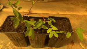 Размножение жимолости боковыми отводками. Результат укоренения через месяц. 21.06.23