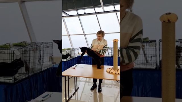 Котенок мейн-кун Мавр, 5 месяцев, на шоу гигантов смотреть онлайн