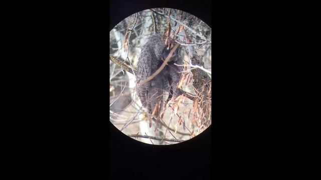 Great Gray Owl At Hills Gulch Reserve In Ada County, Idaho