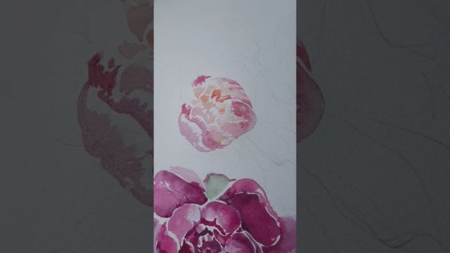 Рисуем пионы акварелью. Watercolor peonies. смотреть онлайн