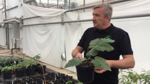 Инжир дома на подоконнике