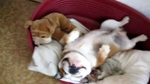 Очень ленивый английский бульдог