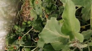 Ремонтантная малина Делнива плюсы и минусы