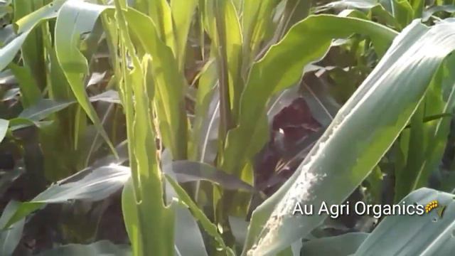 அமெரிக்கன் படைப்புழு. Fall armyworm in India in maize crop management IPM смотреть онлайн
