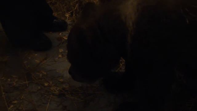 Сеня весь день молчит смотреть онлайн