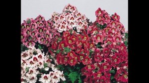 СХИЗАНТУС  или  ШИЗАНТУС  (SCHIZANTHUS)  сем. Пасленовые