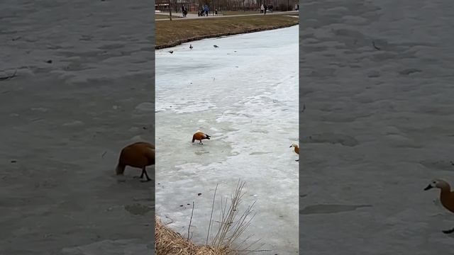 Огари – красные утки – появились на нашем пруду #shorts смотреть онлайн