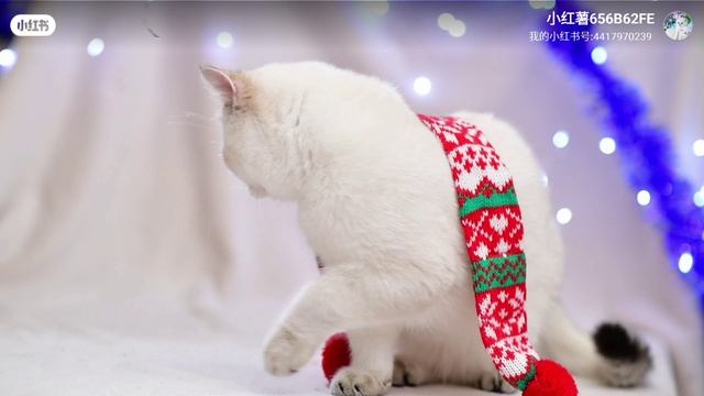 Британский короткошёрстный мальчик