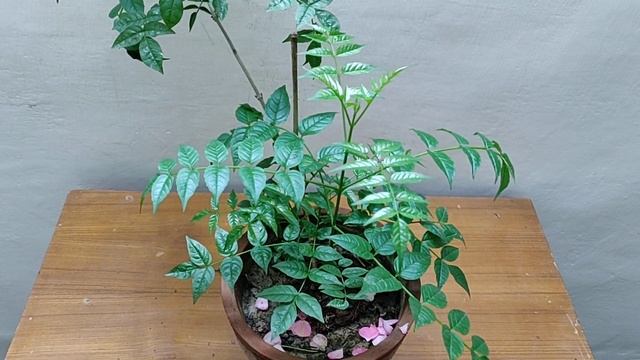 Tecoma Plant - How To Grow & Care Tecoma Plant In Pots at Home | The Right Gardening смотреть онлайн